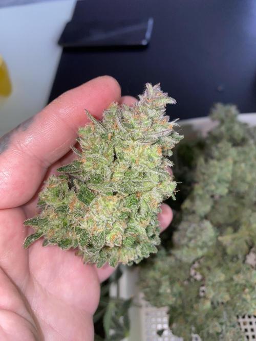 New Strain is coming. Week 11