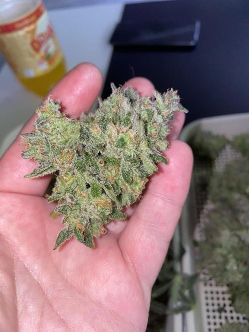 New Strain is coming. Week 11