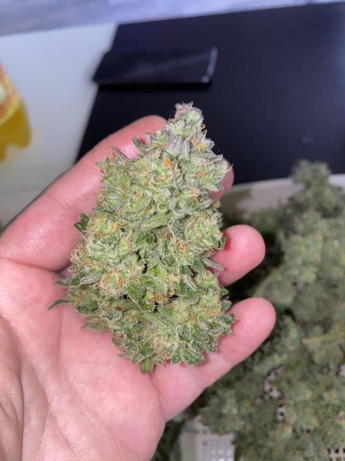 New Strain is coming. Week 11