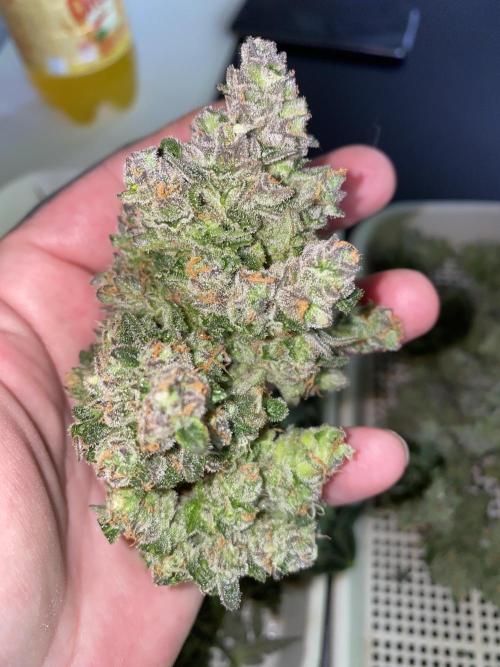 New Strain is coming. Week 11