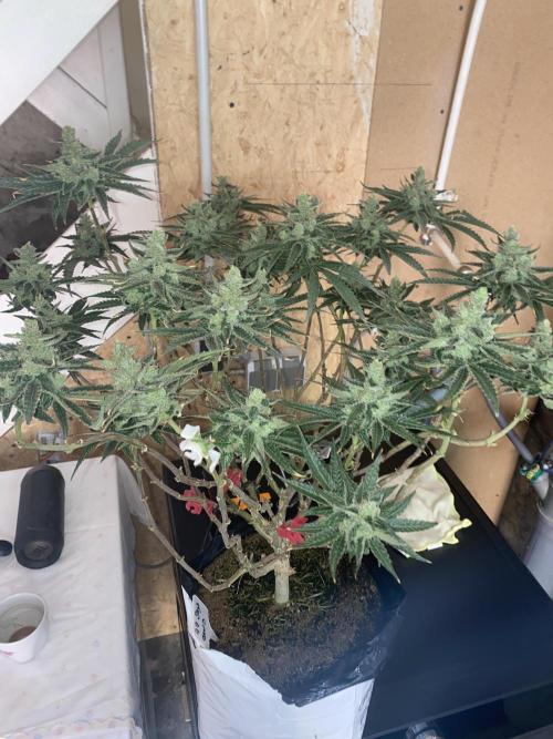 HFCS test run 5. Week 17