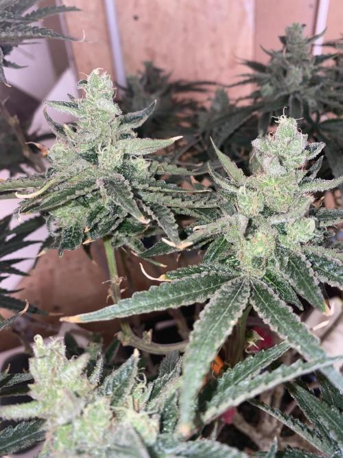 HFCS test run 5. Week 17