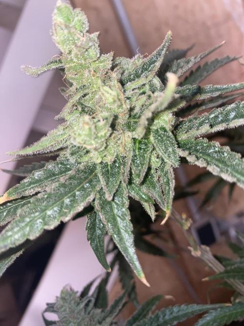 HFCS test run 5. Week 17