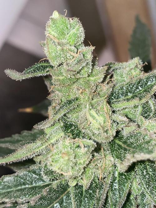 HFCS test run 5. Week 17