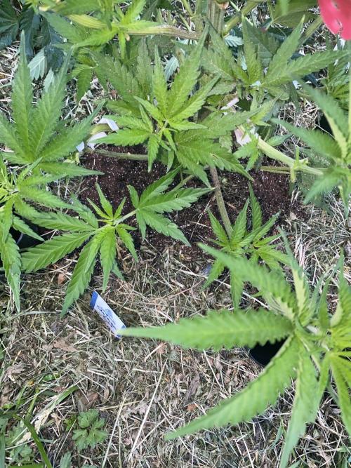 Chimera cut. Week 6