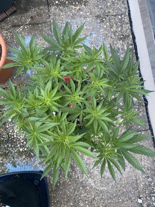 Perma Outdoor. Week 6