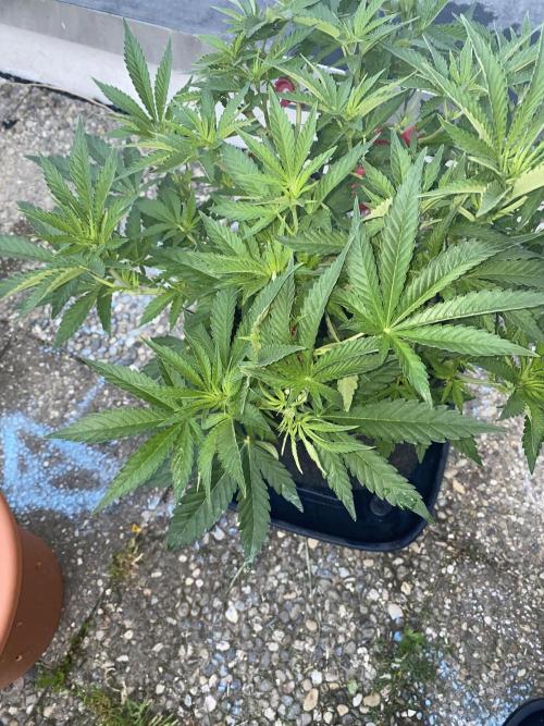 Perma Outdoor. Week 6