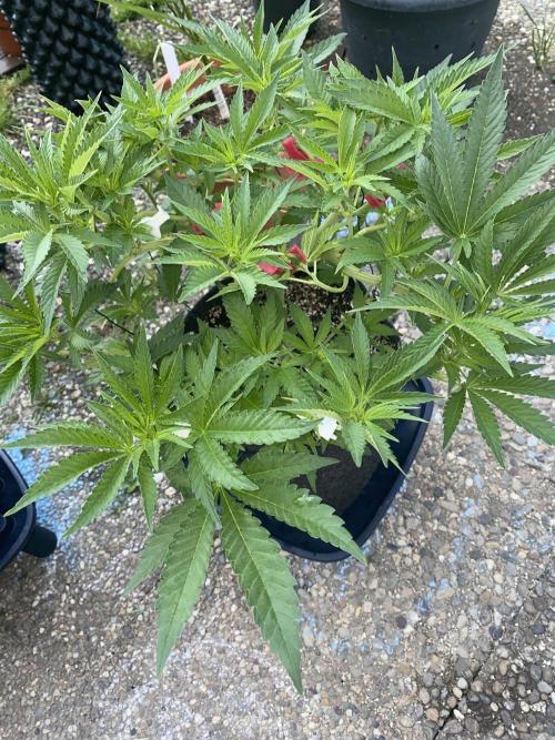 Perma Outdoor. Week 6