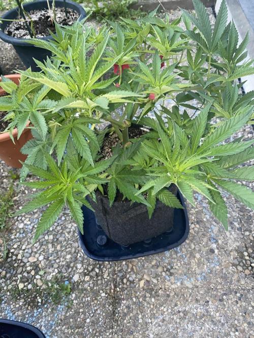 Perma Outdoor. Week 6