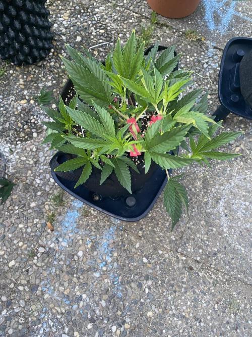 Bananaconda. Week 5