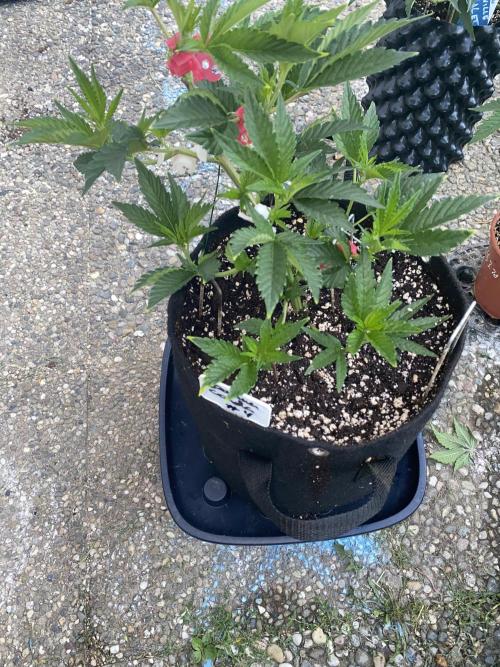 Bananaconda. Week 5