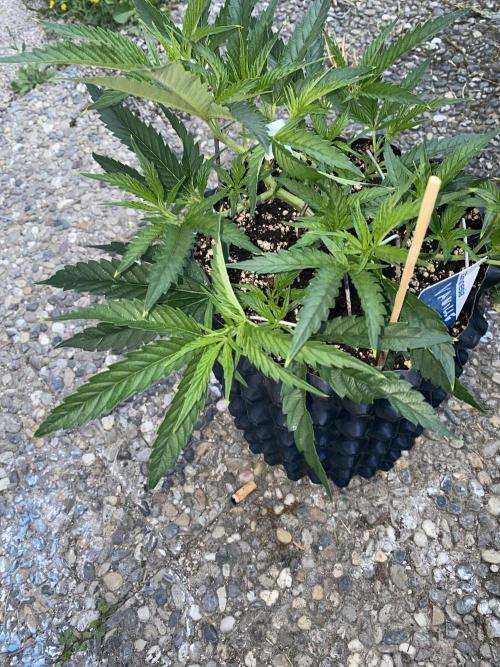 Vanilla?. Week 5