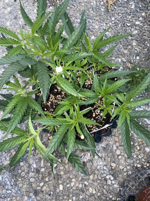 Vanilla?. Week 5