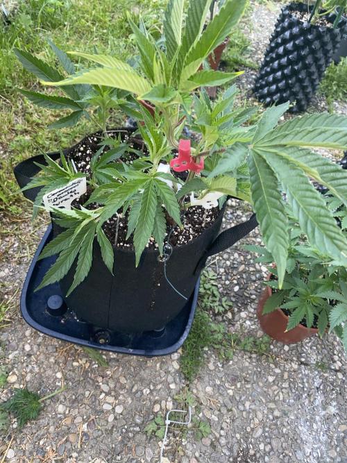 Dante’s wrath. Week 5