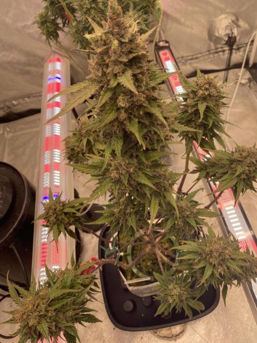 Some Dust from the stars in HFCS. Week 9