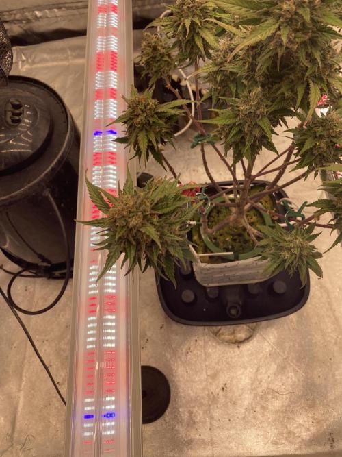 Some Dust from the stars in HFCS. Week 9