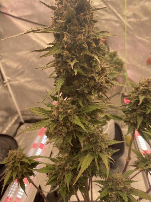Some Dust from the stars in HFCS. Week 9