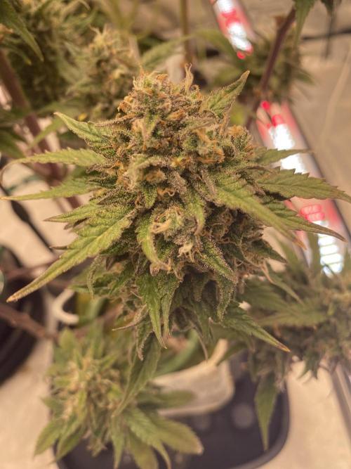 Studio 54 Stardust Auto. Week 9
