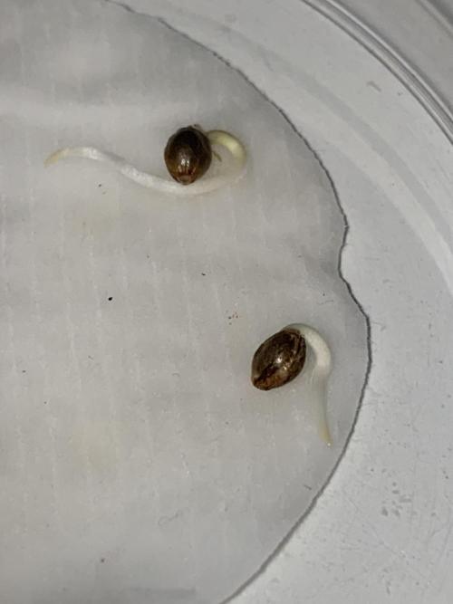 La Kush Cake. Week 0