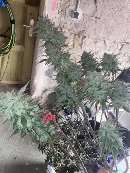 Some Dust from the stars in HFCS. Week 10