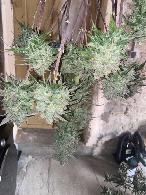 Some Dust from the stars in HFCS. Week 10