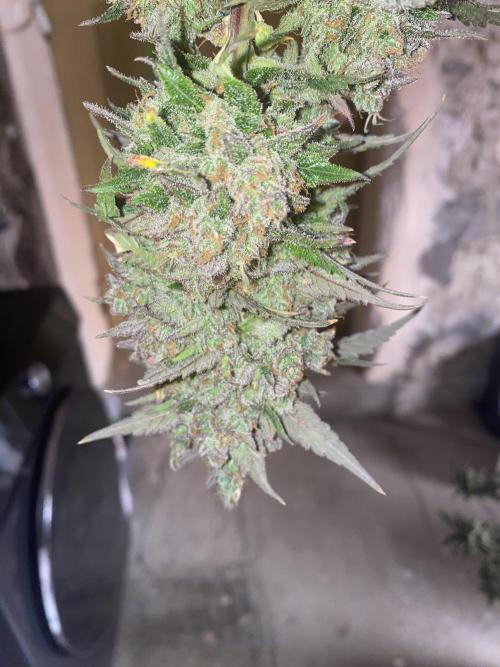 Some Dust from the stars in HFCS. Week 10
