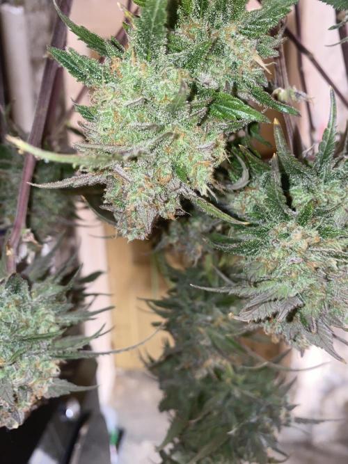Some Dust from the stars in HFCS. Week 10