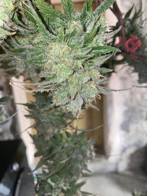 Some Dust from the stars in HFCS. Week 10