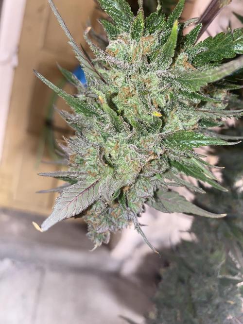 Some Dust from the stars in HFCS. Week 10