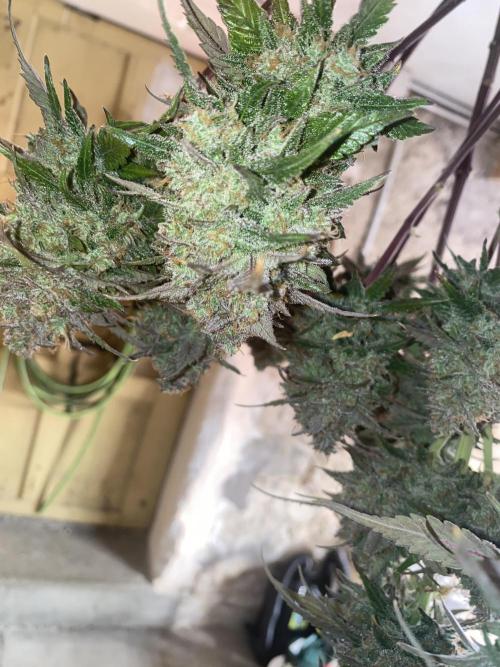 Some Dust from the stars in HFCS. Week 10