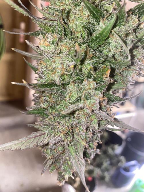 Studio 54 Stardust Auto. Week 10