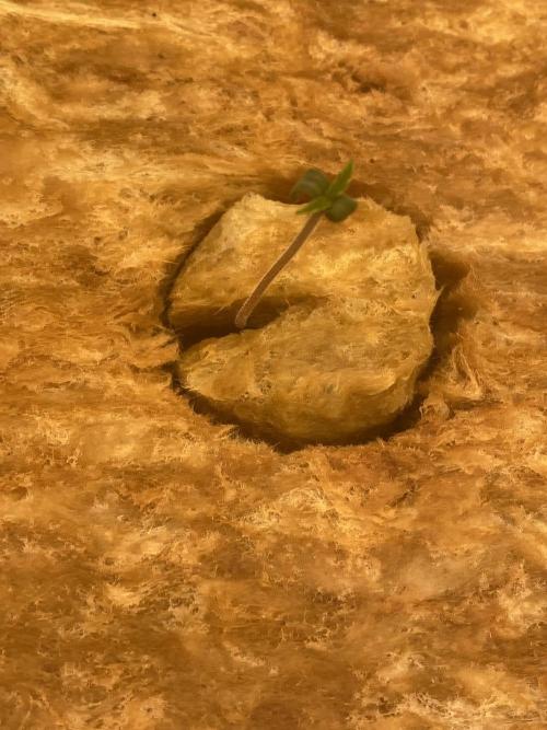 La Kush Cake. Week 0
