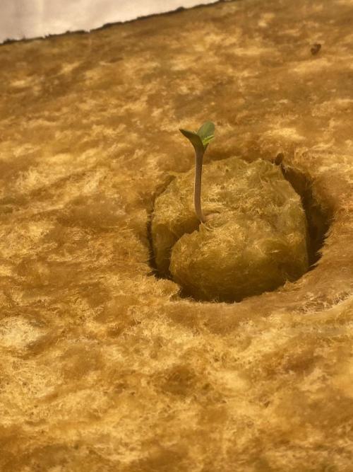 La Kush Cake. Week 0