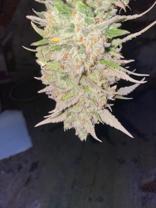 Some Dust from the stars in HFCS. Week 10