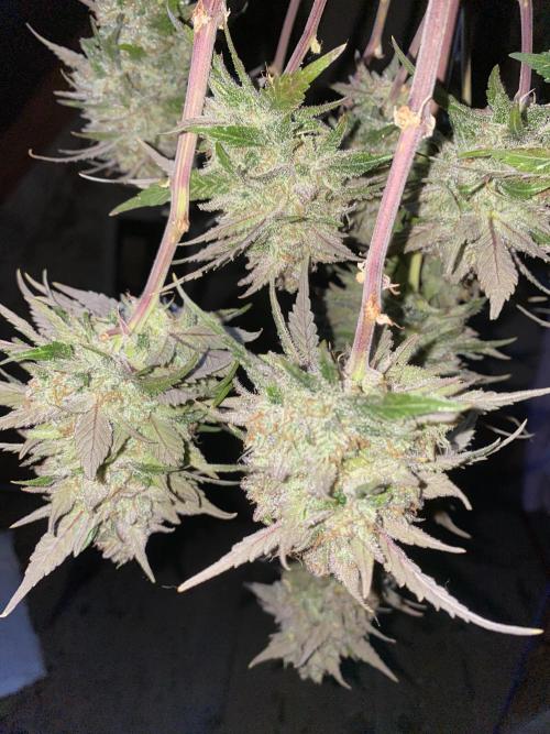 Some Dust from the stars in HFCS. Week 10