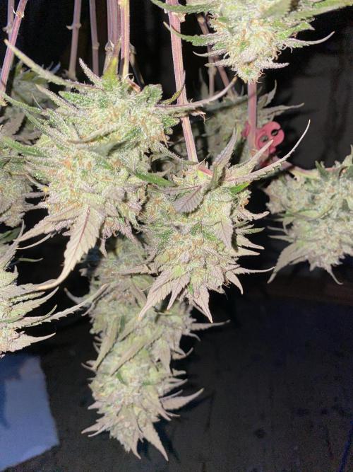 Some Dust from the stars in HFCS. Week 10