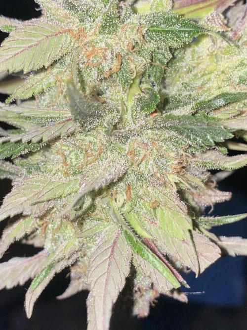 Some Dust from the stars in HFCS. Week 10