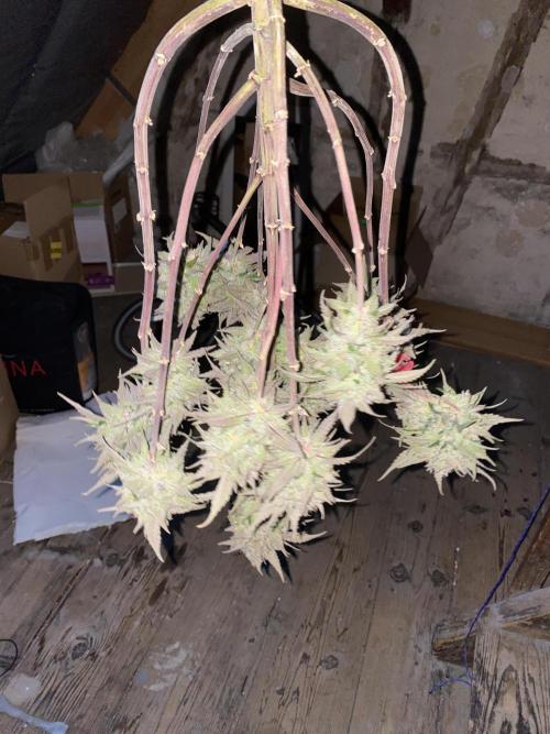 Some Dust from the stars in HFCS. Week 10