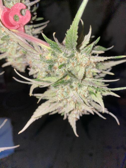 Some Dust from the stars in HFCS. Week 10