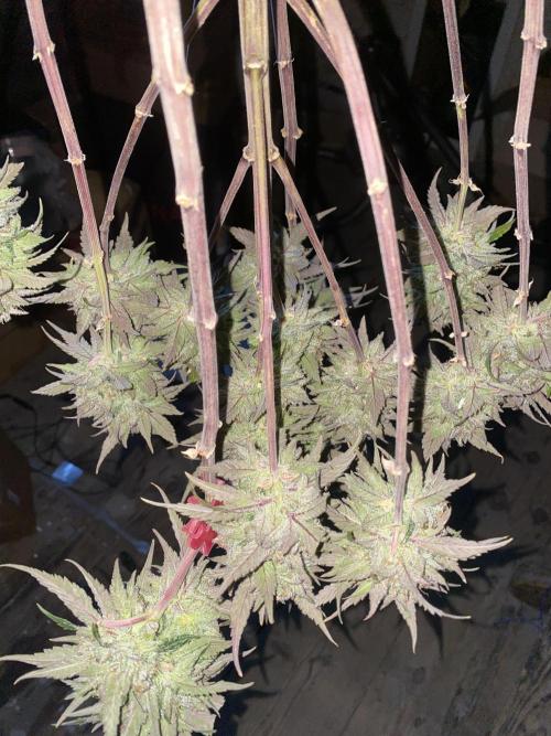Some Dust from the stars in HFCS. Week 10