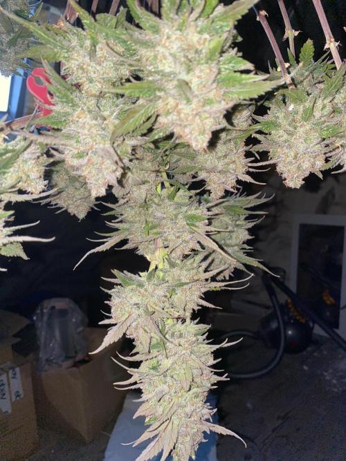 Studio 54 Stardust Auto. Week 10