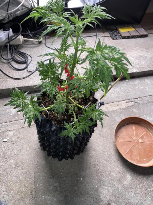 Frostys Freak goes Purple. Week 6