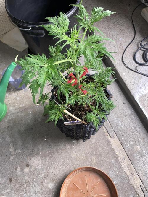 Frostys Freak goes Purple. Week 6