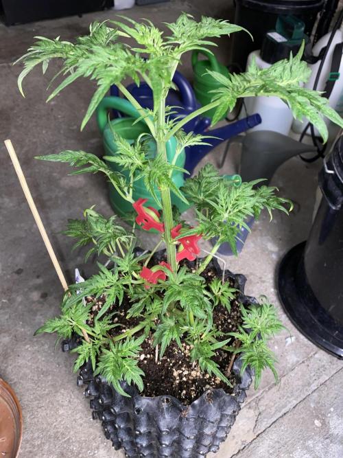 Frostys Freak goes Purple. Week 6