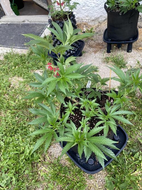 Dante’s wrath. Week 6