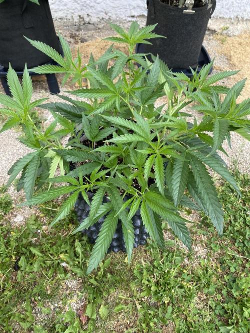 Vanilla?. Week 6