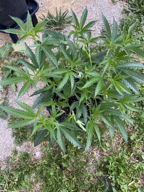 Vanilla?. Week 6