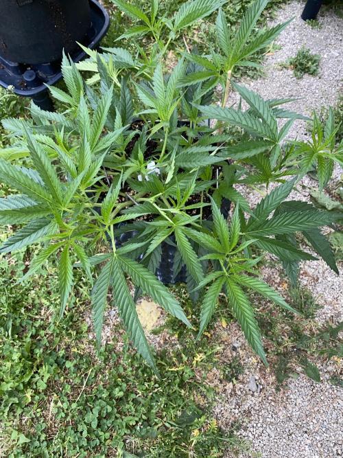 Vanilla Velvet. Week 6