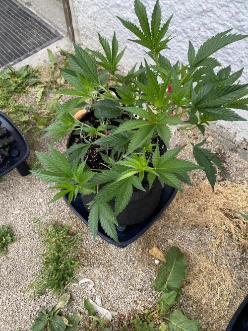 Bananaconda. Week 6