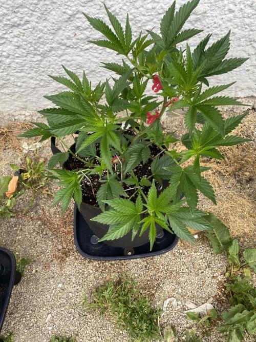 Bananaconda. Week 6